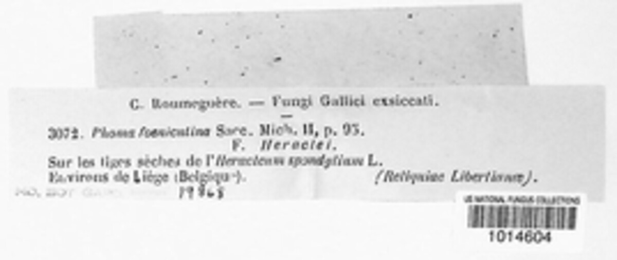 Diaporthe foeniculina image